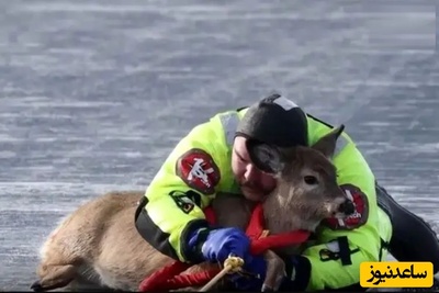 نجات هیجان انگیز و پر از دلهره آور یک گوزن از سطح یخ‌زده دریاچه‌ای در واشنگتن+ ویدئو