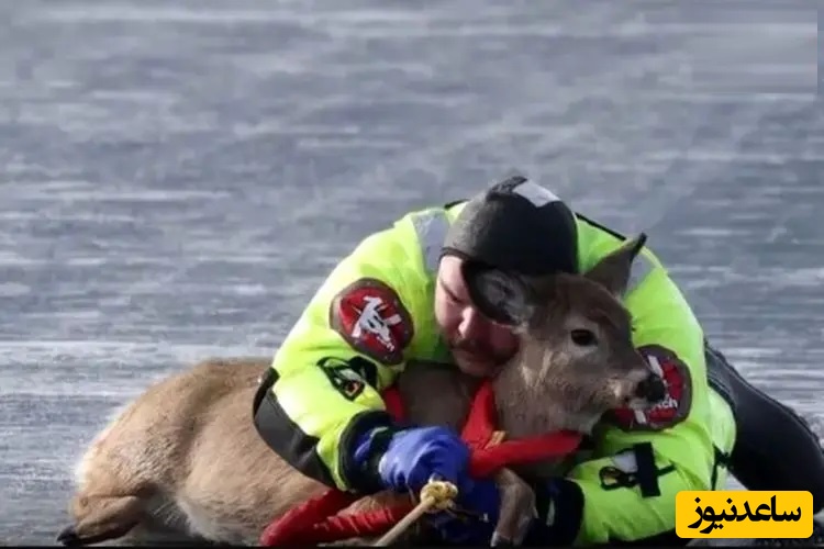 نجات هیجان انگیز و پر از دلهره آور یک گوزن از سطح یخ‌زده دریاچه‌ای در واشنگتن+ ویدئو