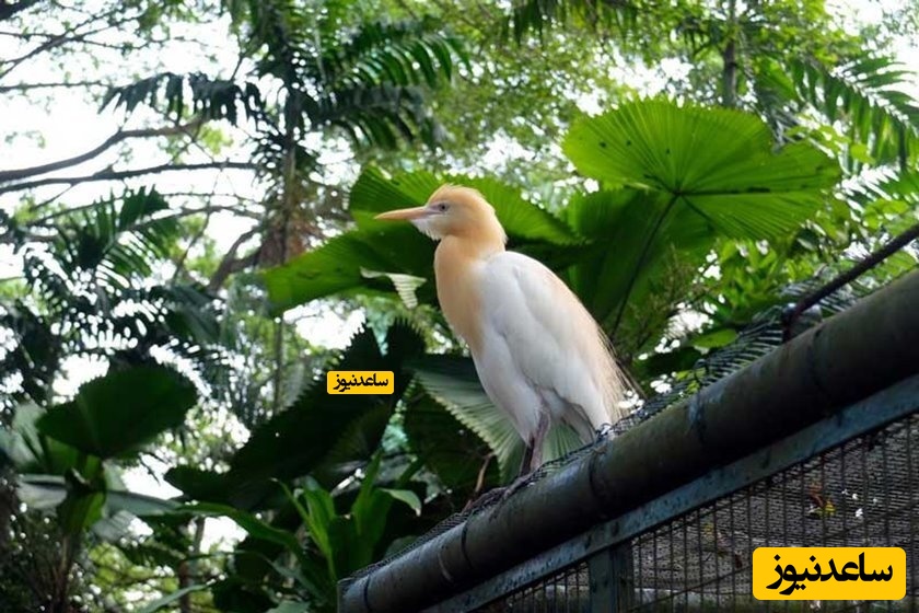  باغ پرندگان کوالالامپور