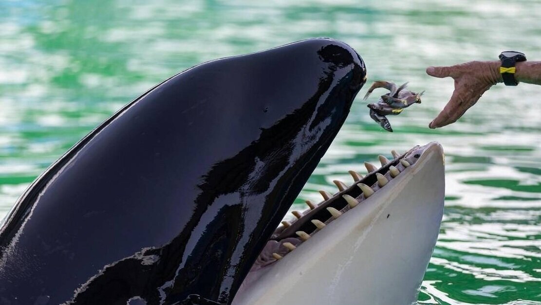 (ویدئو) لولیتا، نهنگ قاتل پس از 52 سال اسارت درگذشت