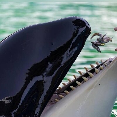 (ویدئو) لولیتا، نهنگ قاتل پس از 52 سال اسارت درگذشت