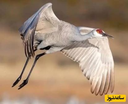 (ویدئو) حیات وحش ؛ مستند حیات وحش حیوانات / نبردی باورنکردنی در طبیعت؛ درنای شجاع در برابر خرس گریزلی ایستاد