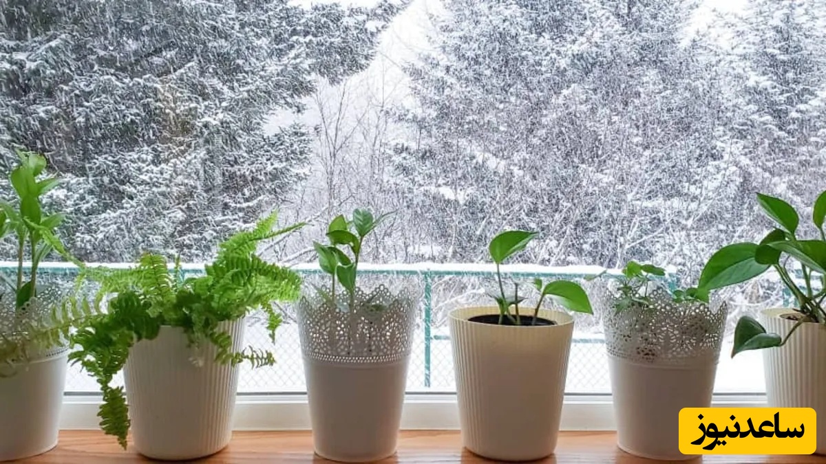 با این راهکار ساده، گیاهان بالکن‌تان را از یخ‌زدگی نجات دهید / اگر اهل گل و گیاه هستید، این نکته مهم را حتماً بدانید