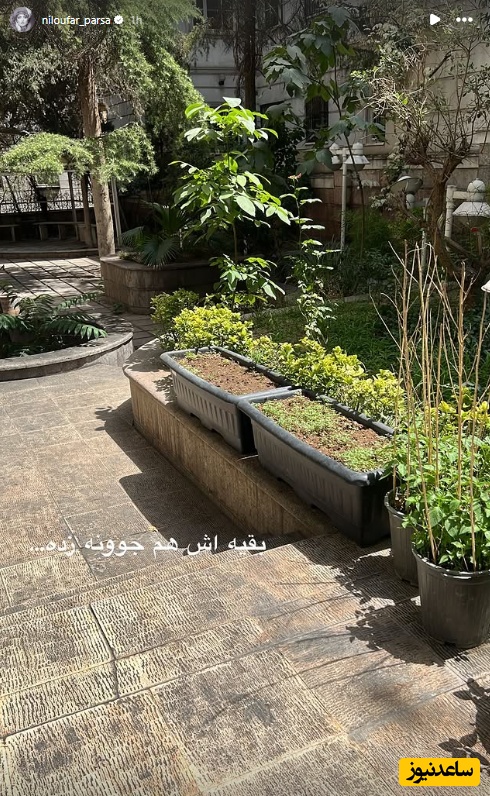 باغچه نیلوفر پارسا