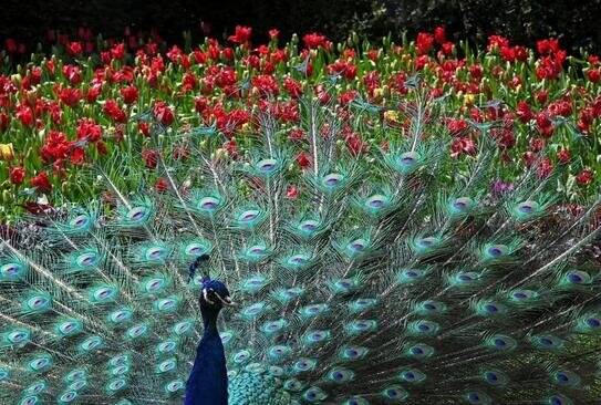 طاووس "هالند پارک" لندن پرهایش را باز کرده است./ رویترز