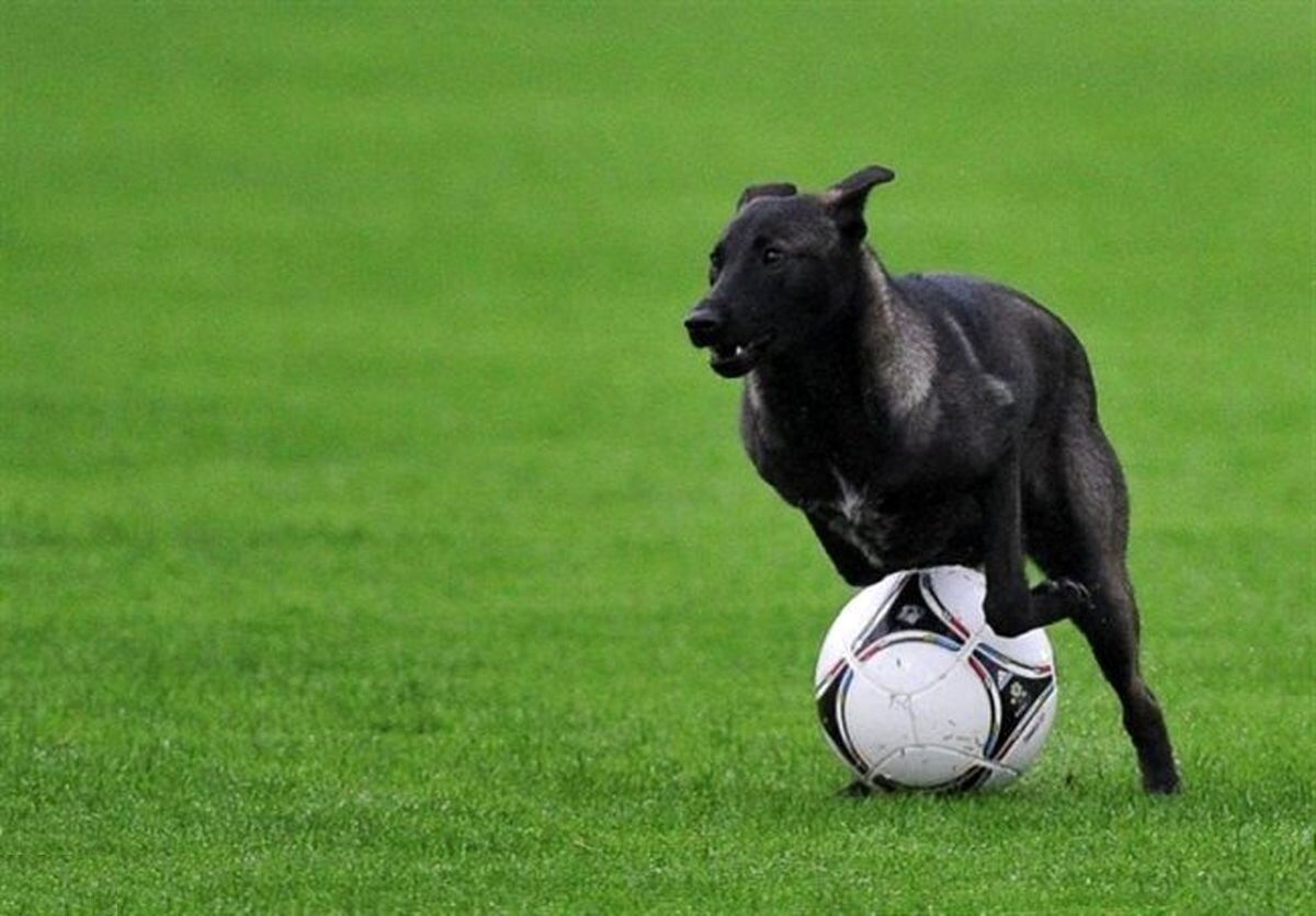 (فیلم)ورود غیرمنتظره سگ بازیگوش به زمین فوتبال و توقف بازی در لیگ قهرمانان