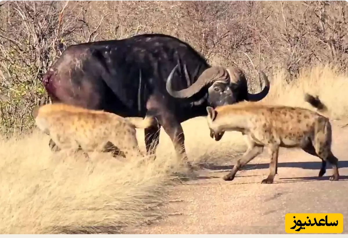 (ویدئو) حیات وحش ؛ مستند حیات وحش/ نبرد سخت بوفالو و کفتار