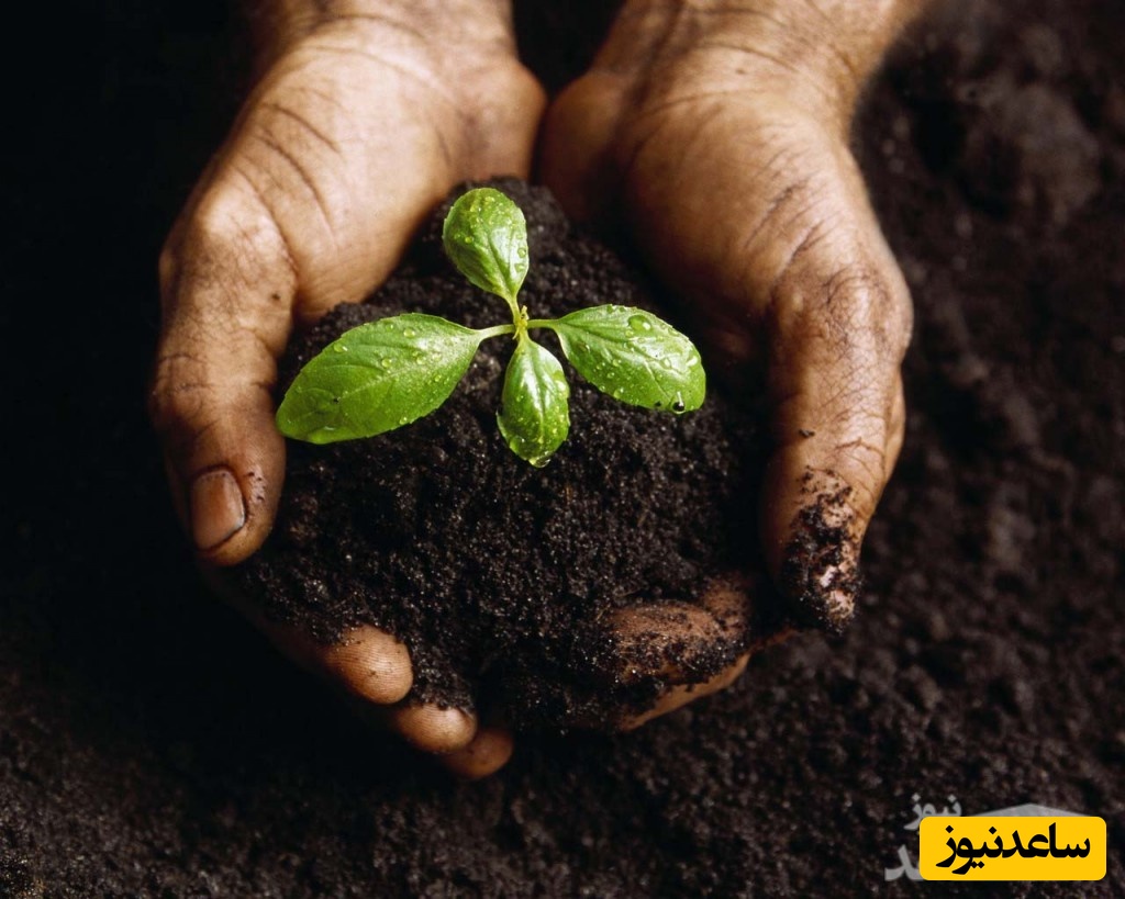 آشنایی با رشته کشاورزی گرایش زراعت و اصلاح نباتات و بازار کار آن