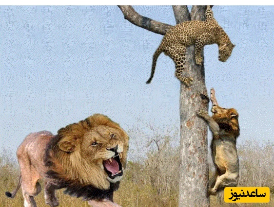 (ویدئو) حیات وحش ؛ مستند حیات وحش حیوانات/ تلاش‌ شیر نر برای بالا رفتن از درخت و تصاحب شکار پلنگ