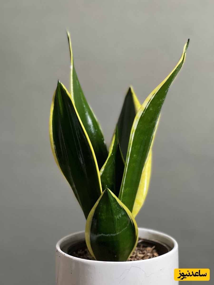 معرفی گیاه سانسوریا