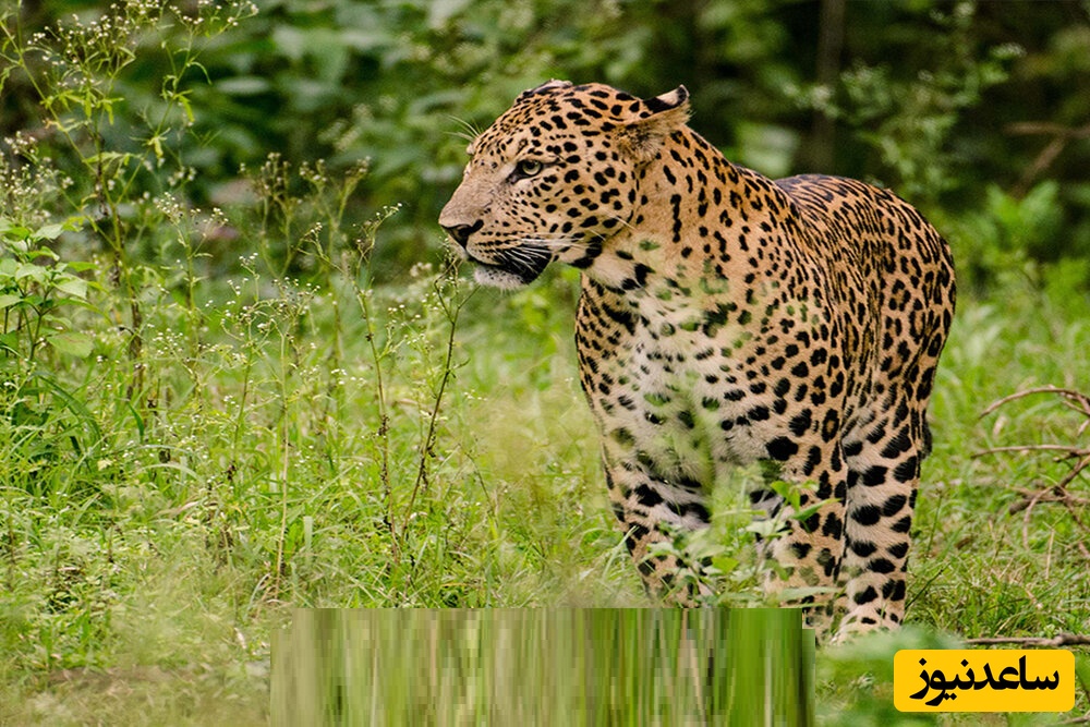 نگاهی به زیبایی‌های شگفت‌انگیز منطقه کاغذ‌کنان در آذربایجان شرقی/ از شهر سوخته تاریخی تا حیات وحش کم نظیر