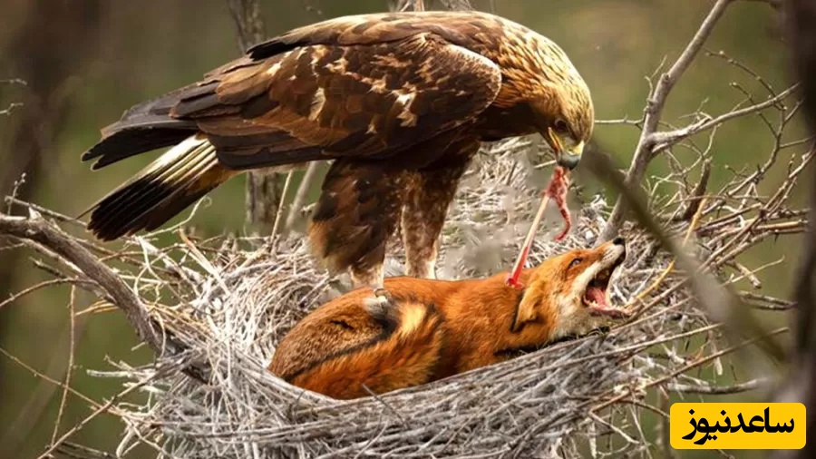 (ویدئو) مستند حیات وحش حیوانات/ راز بقا، این داستان: نبرد نفس‌گیر عقاب و روباه