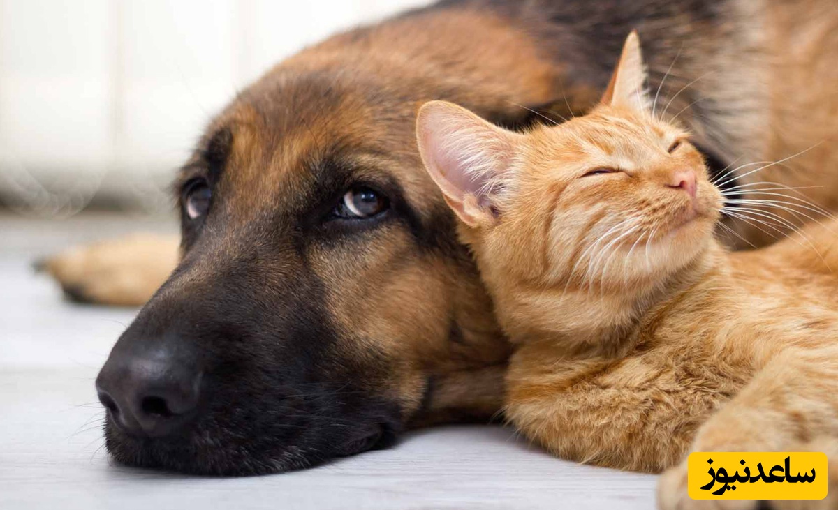 گربه انتقام جو و همیشه حاضر در صحنه😼/ گربه سرعت داد، سگ مثل موشک از تردمیل لانچ شد+ فیلم