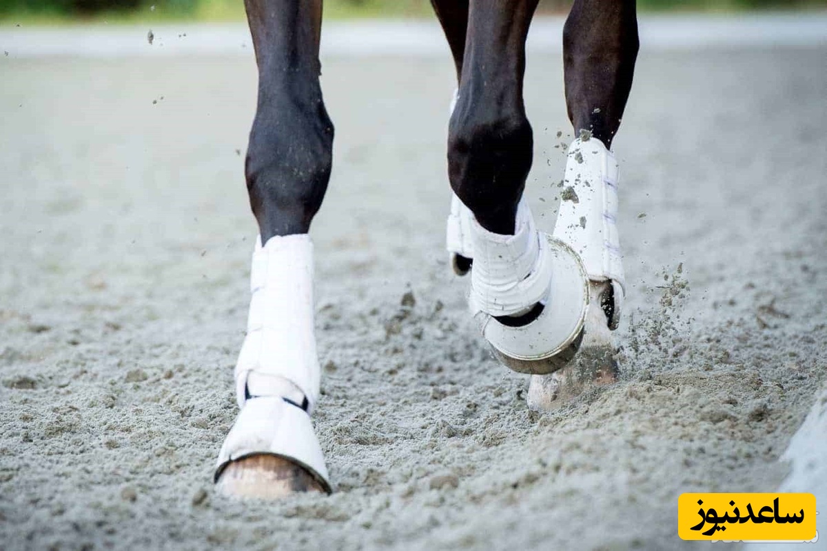 تبدیل شدن زن خیانتکار به اسب + فیلم