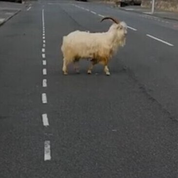یک تصادف دلخراش که به خاطر چند تا گوسفند رخ داد‎ +فیلم
