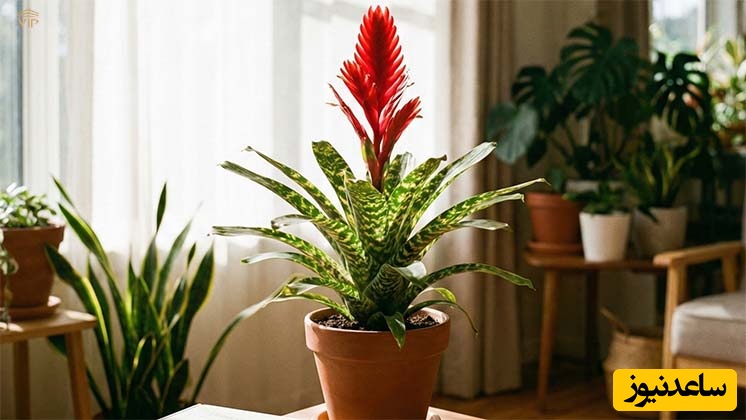 دلایل زرد شدن برگ‌های گیاه ورزیا ؛ علل و راهکارهای پیشگیری