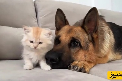 واکنش دیدنی سگ ژرمن شپرد به یک بچه‌ گربه بی‌پناه / صحنه‌ای که نشان می‌دهد مهربانی مرز نمی‌شناسد