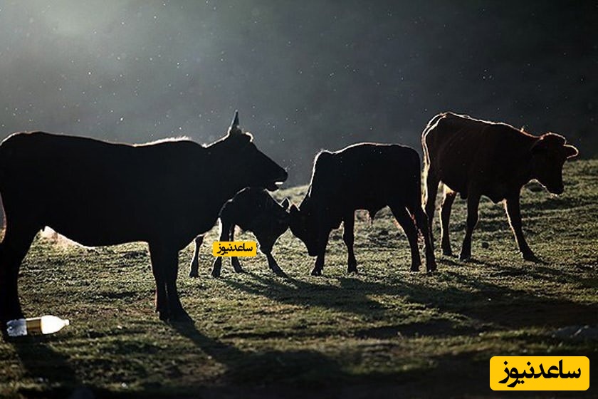 منطقه ییلاقی دوخاله کوه تالش