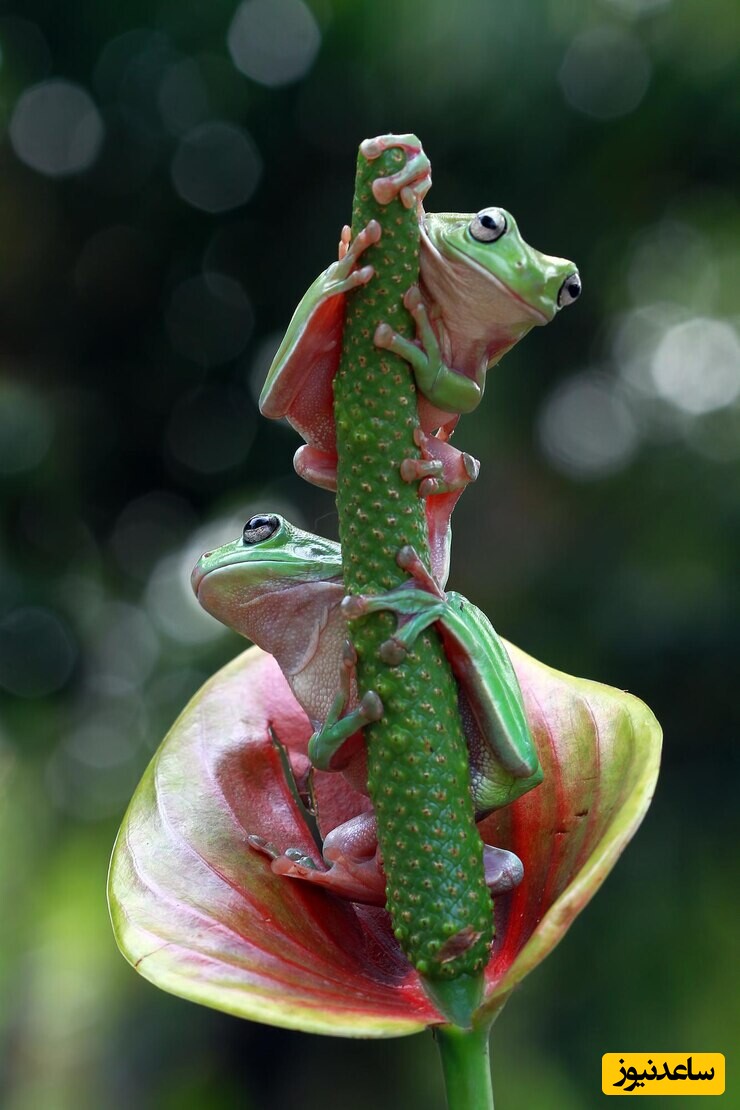 (ویدئو) مستند حیات وحش/ تعقیب و گریز هیجان‌انگیز مار و قورباغه/ برنده کیه؟!