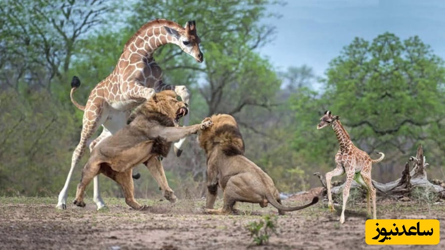 ویژه علاقمندان به حیات وحش ؛ مستند حیات وحش حیوانات / نبرد 3 گانه شیر، بوفالو و زرافه