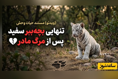 (ویدئو) مستند حیات وحش حیوانات/ تنهایی بچه‌ببر سفید پس از مرگ مادر 🐯💔