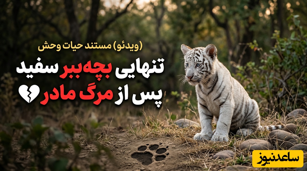 (ویدئو) مستند حیات وحش حیوانات/ تنهایی بچه‌ببر سفید پس از مرگ مادر 🐯💔