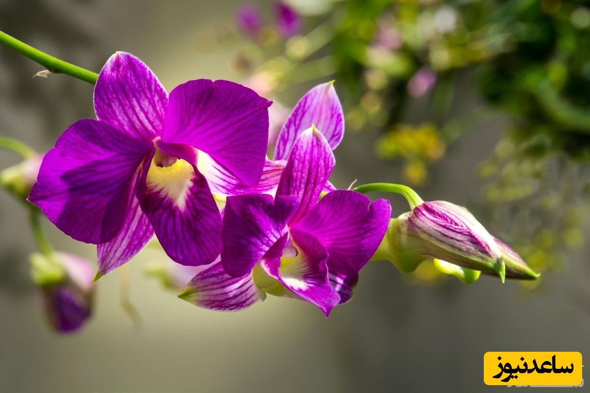 دیدن ارکیده در خواب چه تعبیری دارد ؟/ تعبیر خواب ارکیده