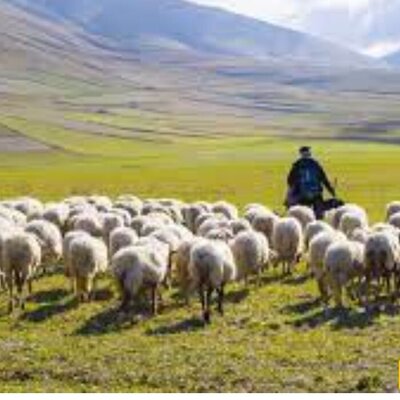تولد  شگفت انگیز گوسفند عجیب الخلقه، با دوسر و پنج پا در نطنز + تصویر