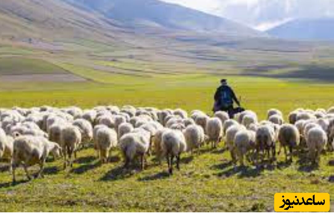 تولد  شگفت انگیز گوسفند عجیب الخلقه، با دوسر و پنج پا در نطنز + تصویر
