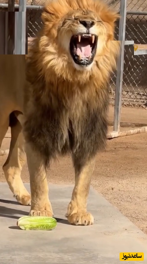 (ویدئو) مستند حیات‌وحش/ واکنش خنده‌دار و بامزه «شیر» به کاهو/ با شیر این شوخی رو نکن عمو جون😂