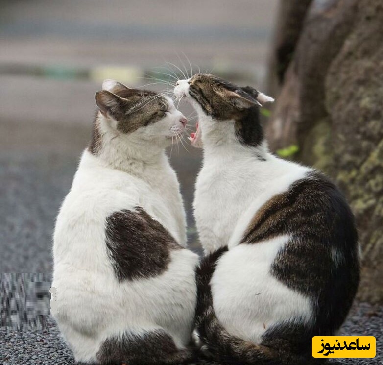 دعوای لاکچری 2 گربه پشت چراغ قرمز+ ویدئو