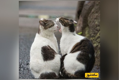 دعوای لاکچری 2 گربه پشت چراغ قرمز+ ویدئو