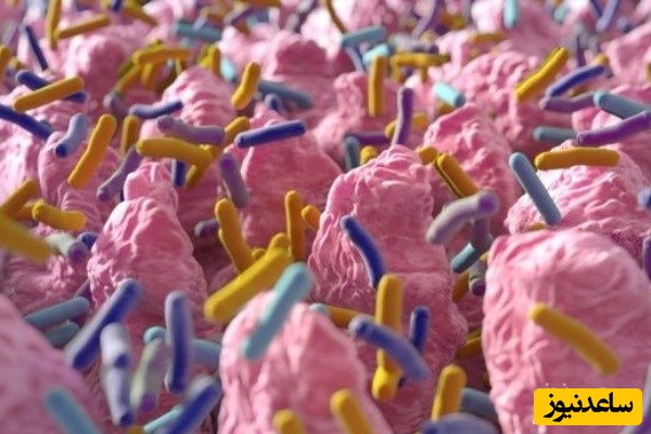 منابع و دروس رشته ویروس شناسی و ضرایب آن در مقطع کارشناسی ارشد