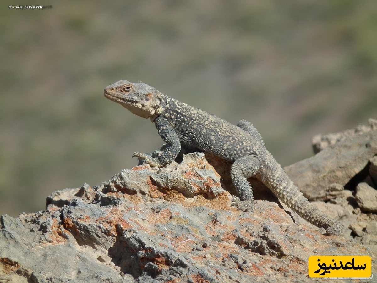 دیدن سوسمار یا بزمچه در خواب چه تعبیری دارد؟ / تعبیر خواب سوسمار