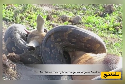 (ویدئو) مستند حیات وحش حیوانات/مار پیتون در حال بلعیدن طعمه غیرممکن!