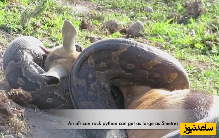 (ویدئو) مستند حیات وحش حیوانات/مار پیتون در حال بلعیدن طعمه غیرممکن!