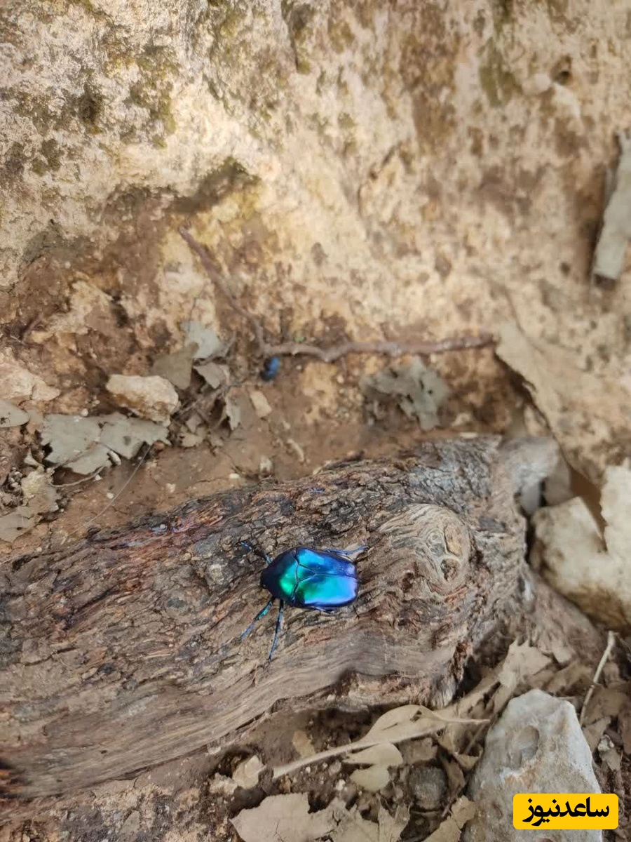 شیمبار