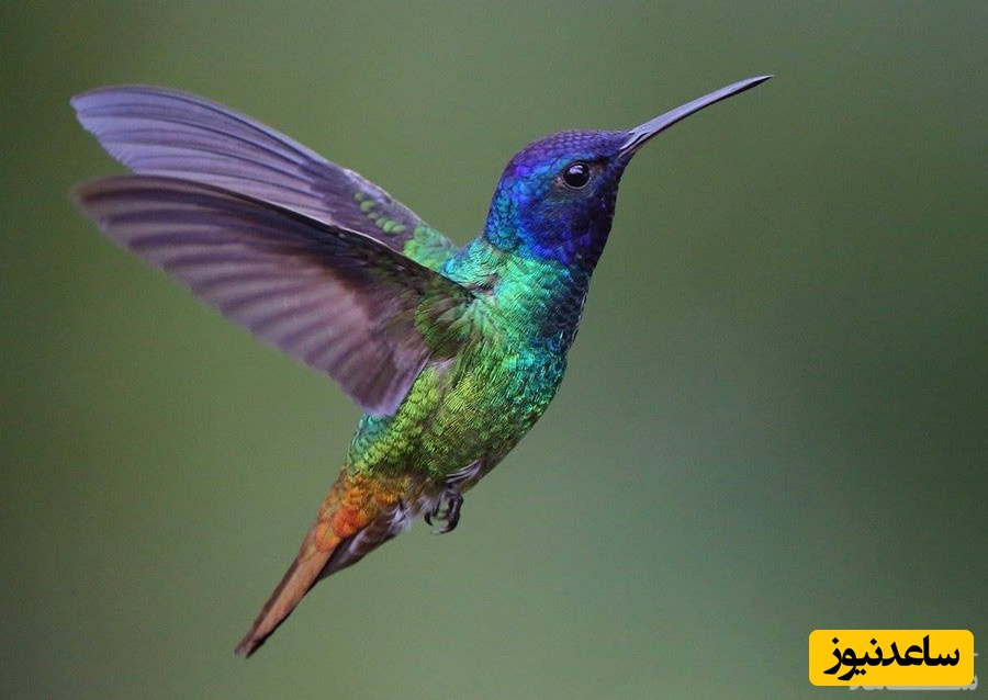 دیدن بال زدن (پرواز کردن) در خواب چه تعبیری دارد؟/ تعبیر خواب بال زدن