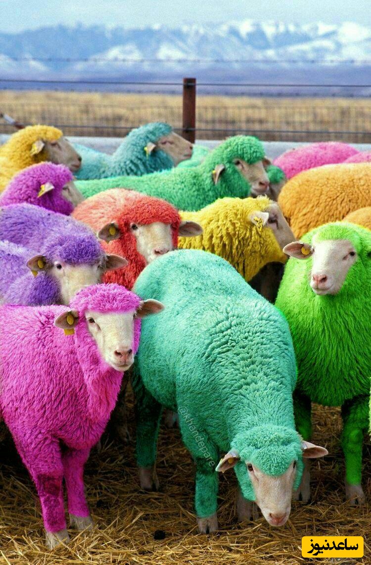 لحظات بانمک حیات وحش/ دوستی بامزه جوجه اردک ها با گوسفند🐥🐑