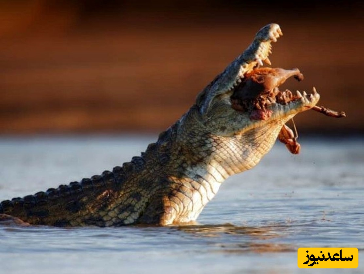 (فیلم) ویدیوی جذاب و هیجان انگیز از غذا دادن به کروکودیل ها