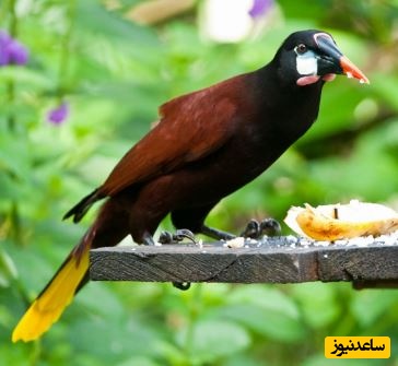 آواز نمایشی پرنده‌ای به نام لانه‌آویز دم‌زرد مونتزوما