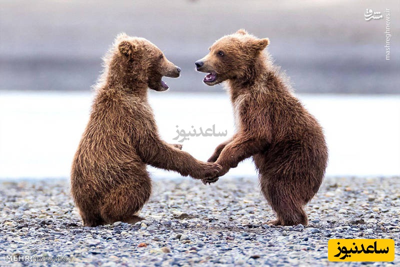 (ویدئو) مستند حیات وحش حیوانات/ راز بقا، لحظه‌ای دیدنی از الاکلنگ‌بازی دو خرس