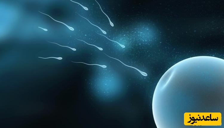 اسپرم چگونه و از چه موادی ساخته می‌شود؟