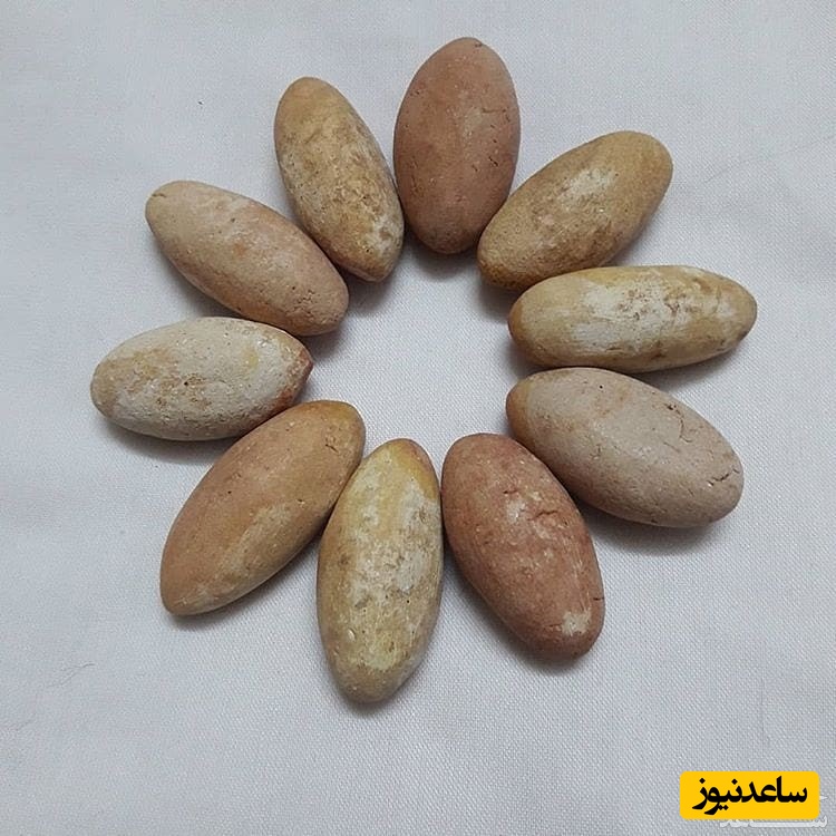 دیدن خر مهره در خواب چه تعبیری دارد؟ تعبیر خواب خر مهره