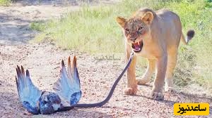 (ویدئو) مستند حیات وحش حیوانات/ فیلمی باورنکردنی از نبرد عقاب مار خوار، مامبای سیاه و دو شیر ماده گرسنه!