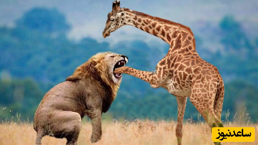 مستند حیات وحش؛ لحظه‌ای باورنکردنی در طبیعت/ تلاش ناامیدانه شیر تنها برای شکار زرافه+ویدیو