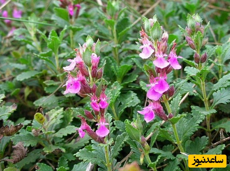 خواص شگفت‌انگیز کلپوره (مریم نخودی)؛ درمانی گیاهی برای اعصاب، معده و التهاب