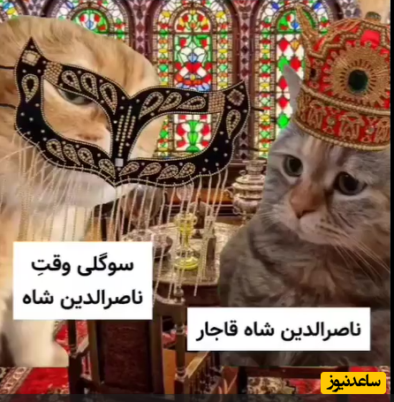 ویدئو خنده دار از دو گربه سخنگو در نقش ناصرالدین شاه و سوگلی اش جیران /فقط ببین چیا بهم میگن🤣