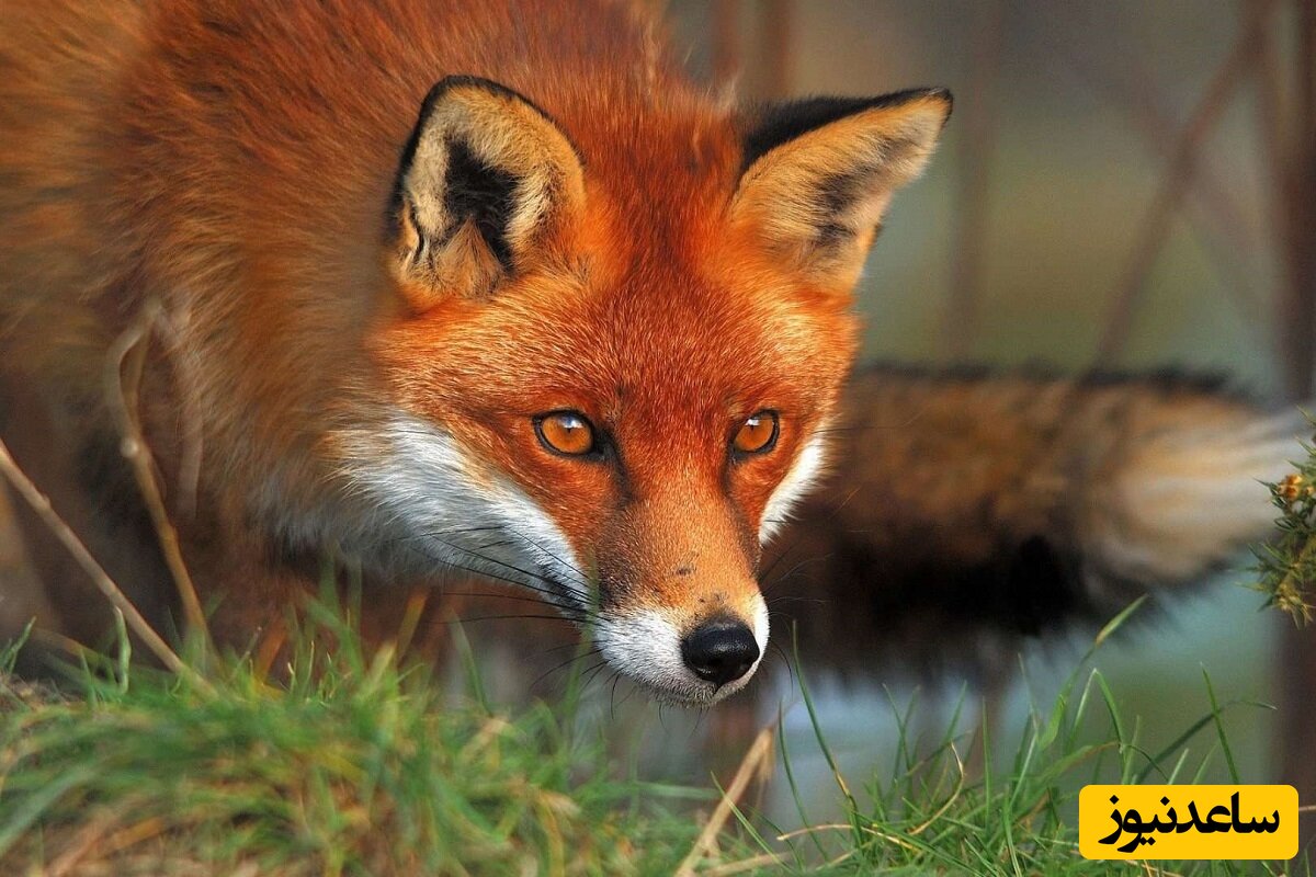 نجات یک روباه گیر افتاده در جنگل به درخواست روباهی دیگر / بعد از نجات وایستاد و تشکر کرد😍
