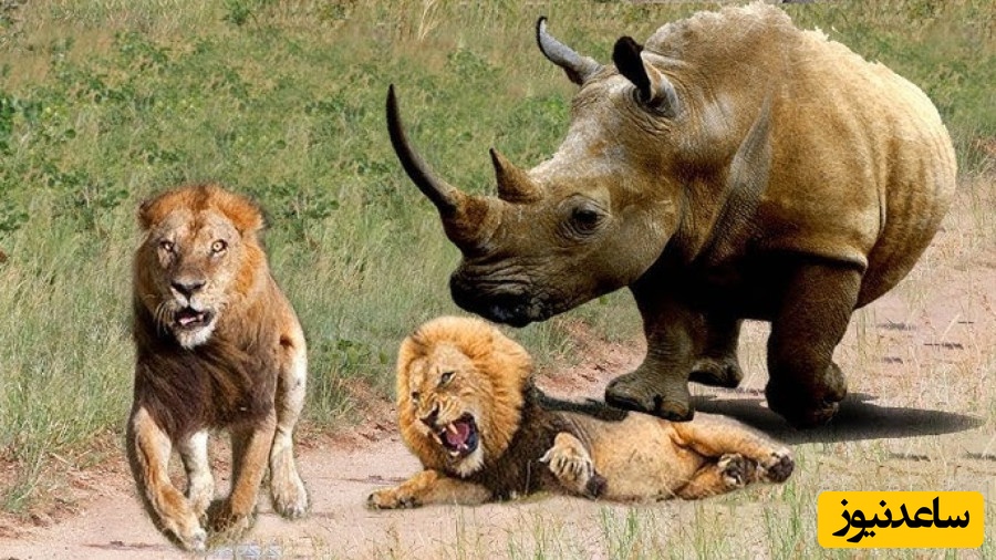 (ویدئو) مستند حیات وحش حیوانات/ راز بقا، این داستان: تلاش طاقت فرسای شیر برای شکار کرگدن